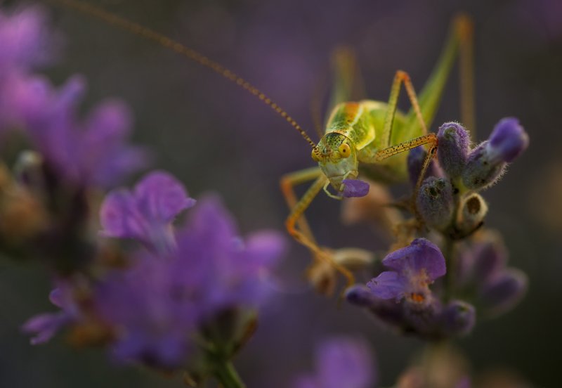 green, insect, lavender field, macro, natural light, nature, purple, summer, sun, sunlight, sunrise, yellow Thief of lavenderphoto preview