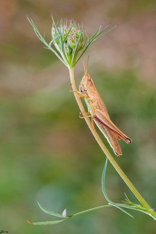 Insect, Macro, Makro, Nature, Wildlife Chrysochraon disparphoto preview