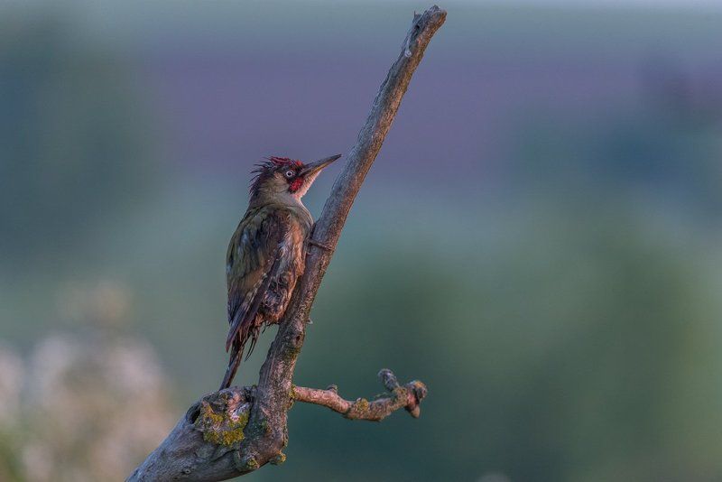 european green woodpecker, green woodpecker, picus viridis, dzięcioł zielony, aves, birds, ptaki, dominik chrzanowski fotografia przyrodnicza, dominik chrzanowski wildlife photography Green Woodpecker фото превью