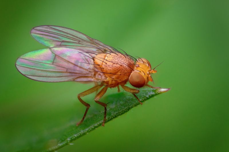 Любительница кориандраphoto preview