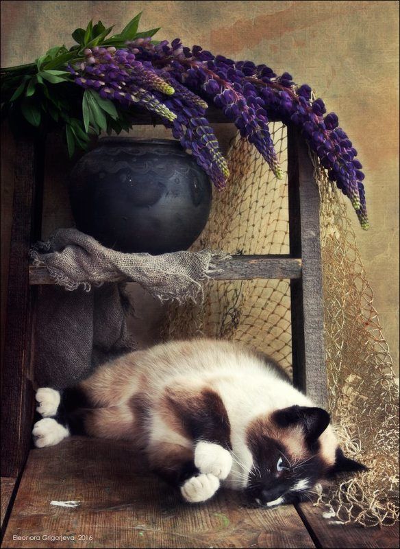 Кот, Лето, Люпин, Натюркотики Устали лапки, совсем устали...photo preview