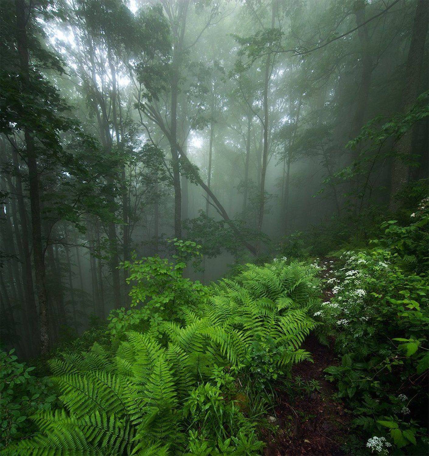 Карпаты, Лес, Туман, flyman