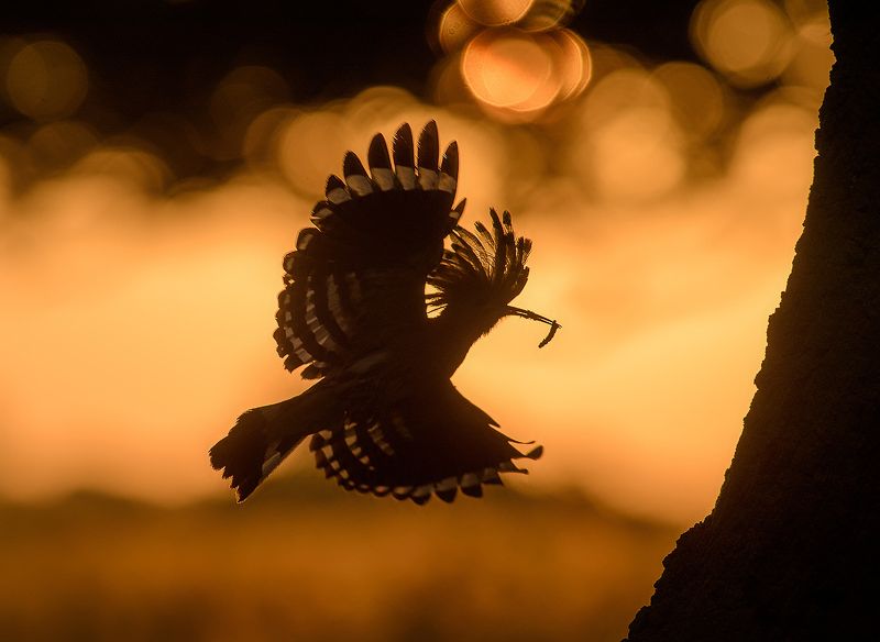 Удодphoto preview