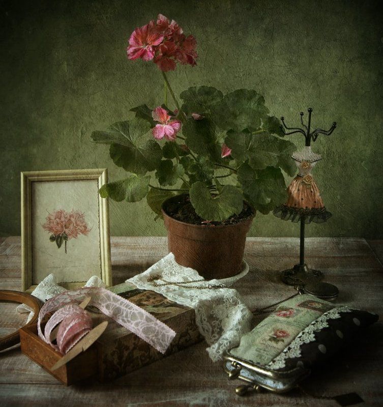 душистая герань фото превью