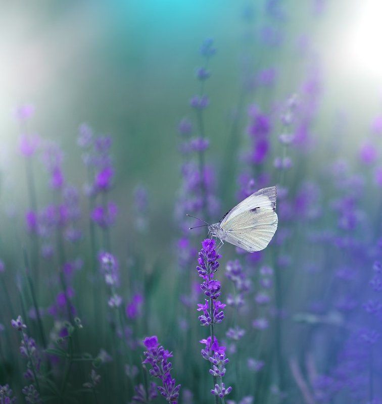 ~(`*`)~photo preview