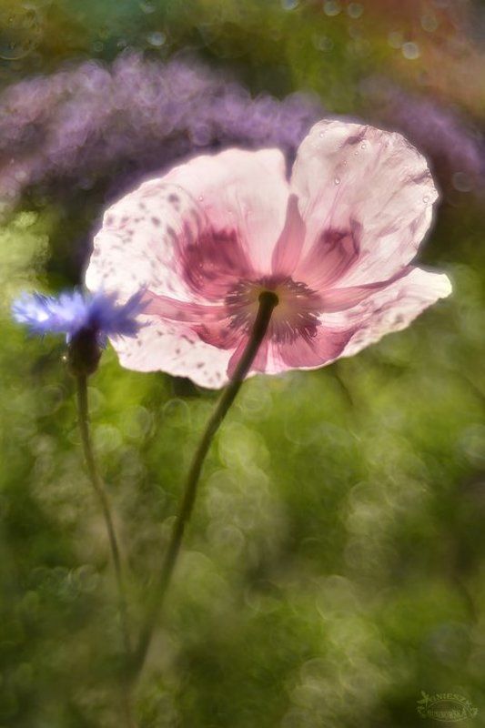 Leciutko,na palcach... tańczą sobie walca...photo preview
