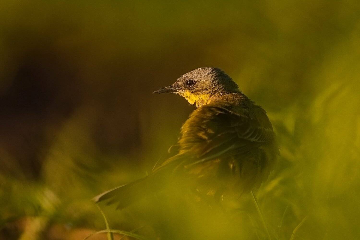 That blink!. Автор: Łukasz Sokół , Łukasz Sokół