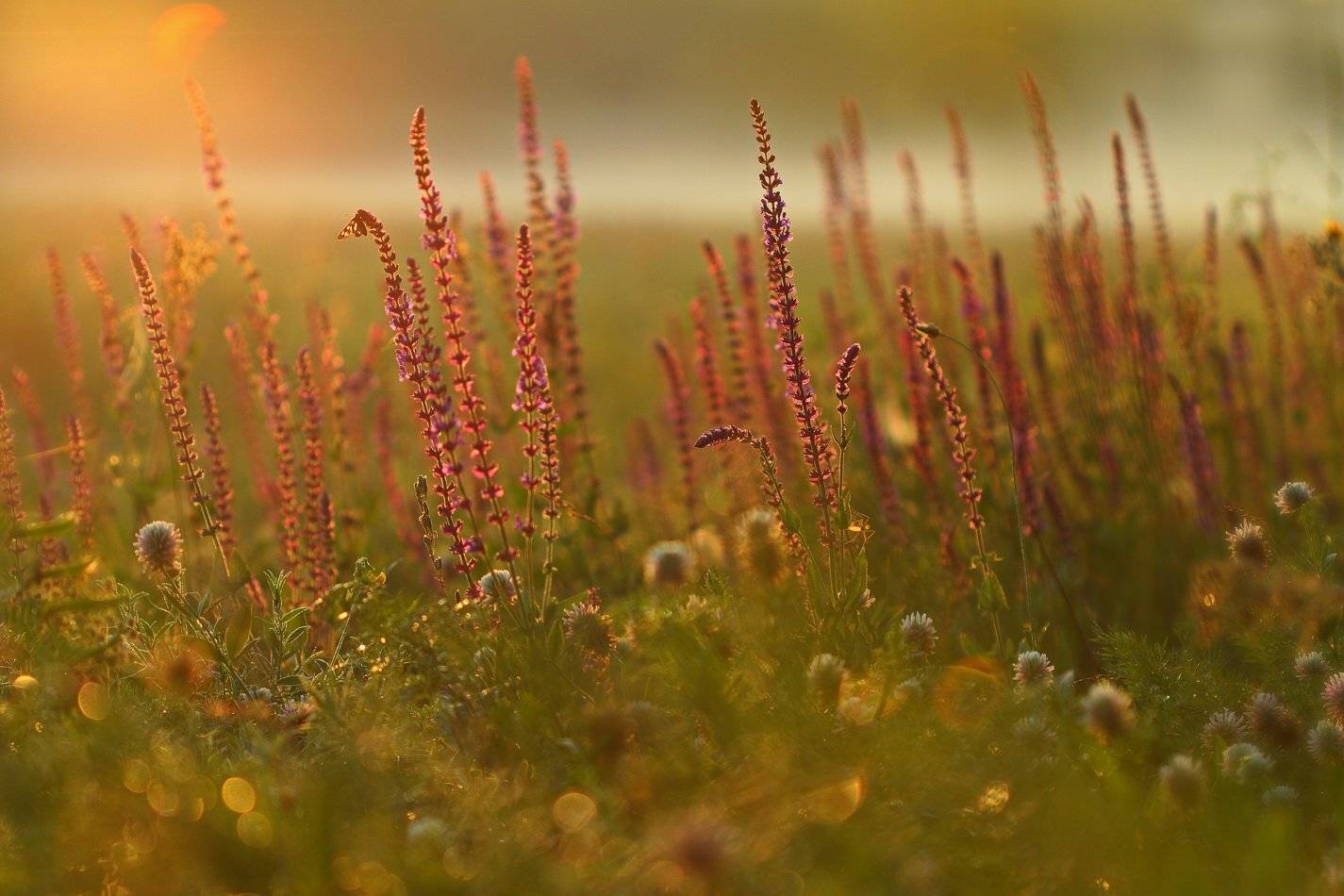 Утро туманное. Автор: Sergii Markov , Sergii Markov