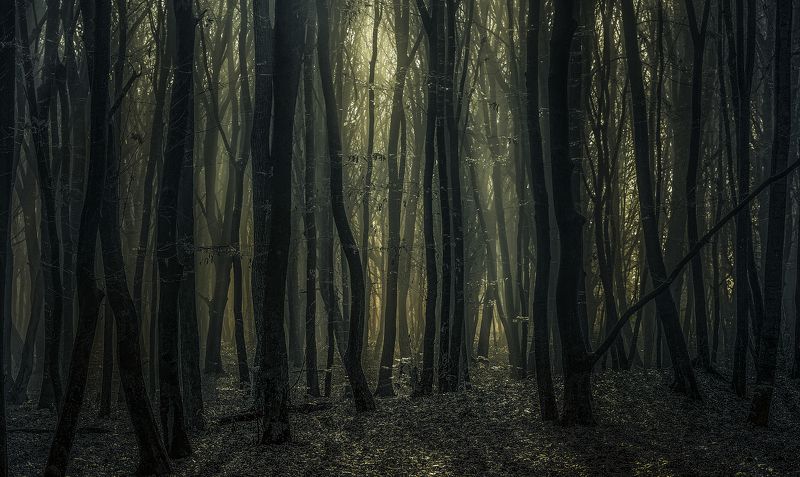 divine forestphoto preview