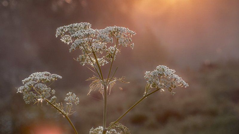 Лето, Макро, Цветок ***photo preview