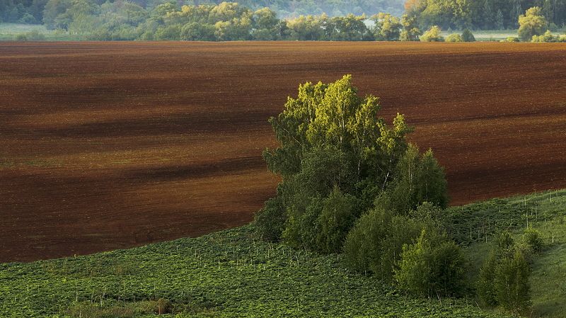 Поле, Подмосковье березы лето весна пашня Полеphoto preview