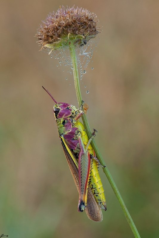 Insect, Macro, Makro, Nature, Wildlife Stethophyma grossumphoto preview