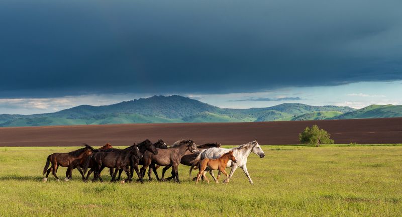 Алтай, Лето, Лошади, Перед грозой, Предгорья Вперед, к свободеphoto preview