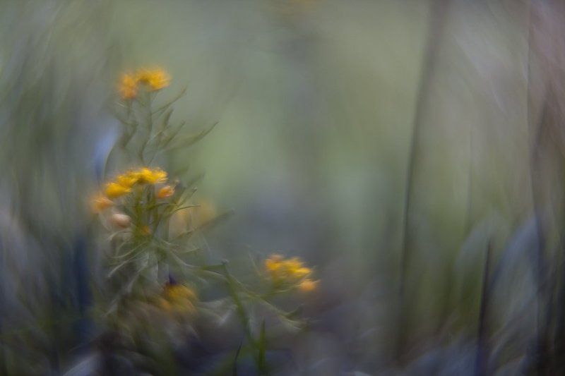 Vertigophoto preview