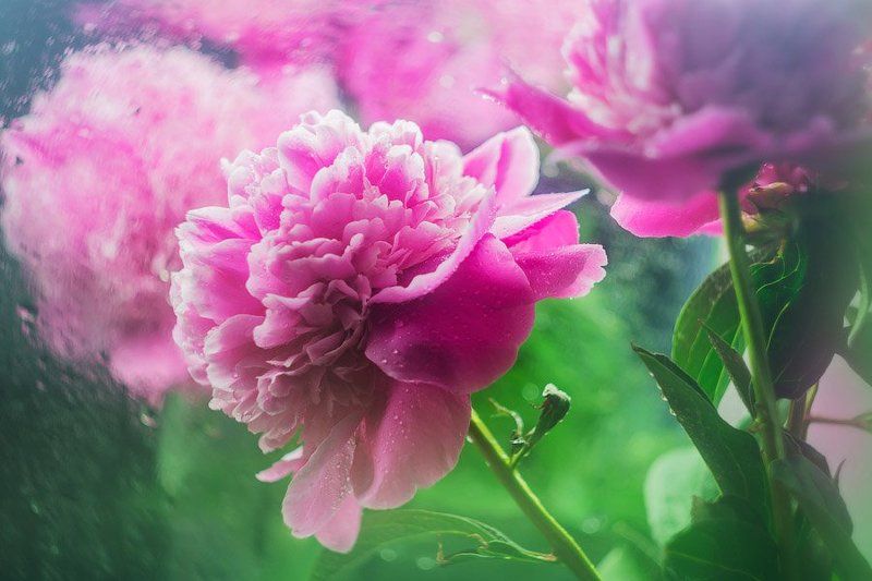 Пионыphoto preview