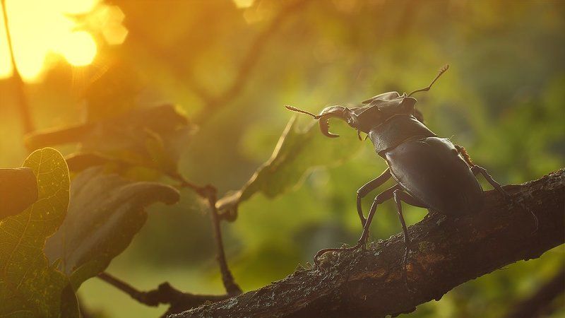 наблюдательphoto preview