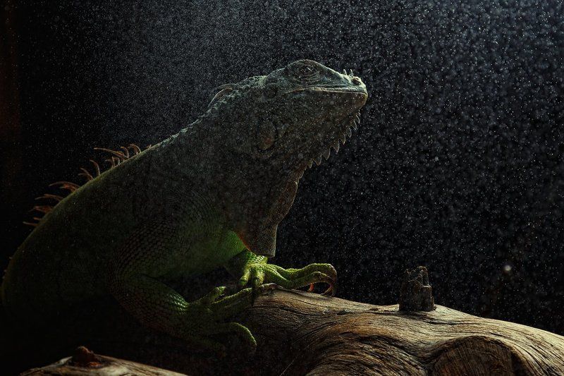 Игуанаphoto preview