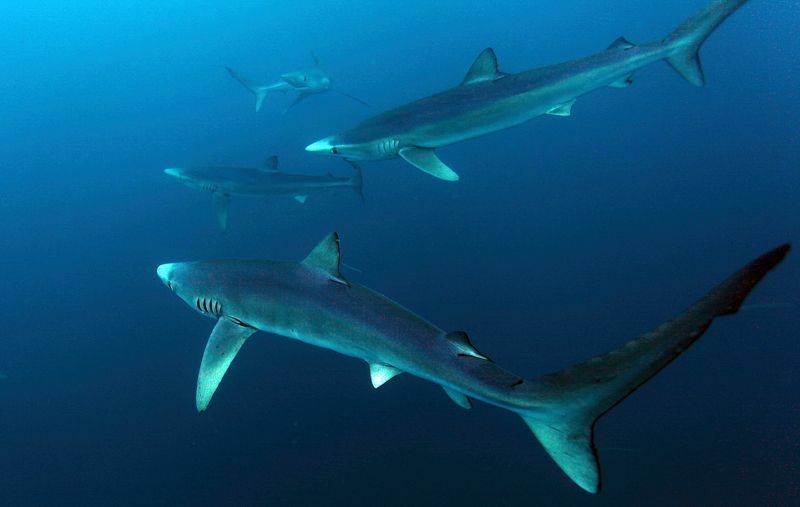 Синие акулы, Акулы Синие акулыphoto preview