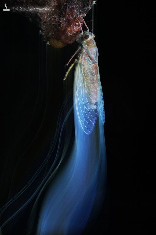 薄翅蝉photo preview