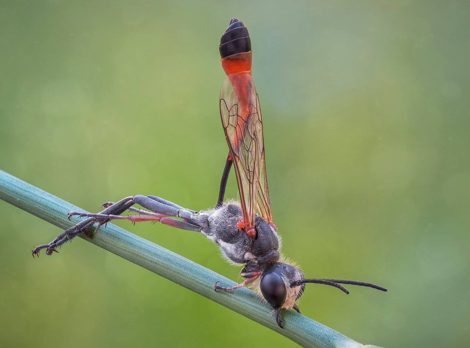 , Вадим Ходаковский