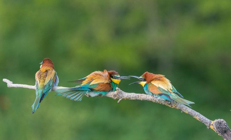 european bee-eater, aves, birds, merops apiaster, dominik chrzanowski wildlife photography European Bee-eater фото превью