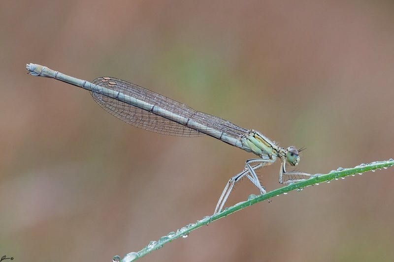 Dragonfly, Insect, Macro, Makro, Nature, Wildlife Platycnemis pennipesphoto preview