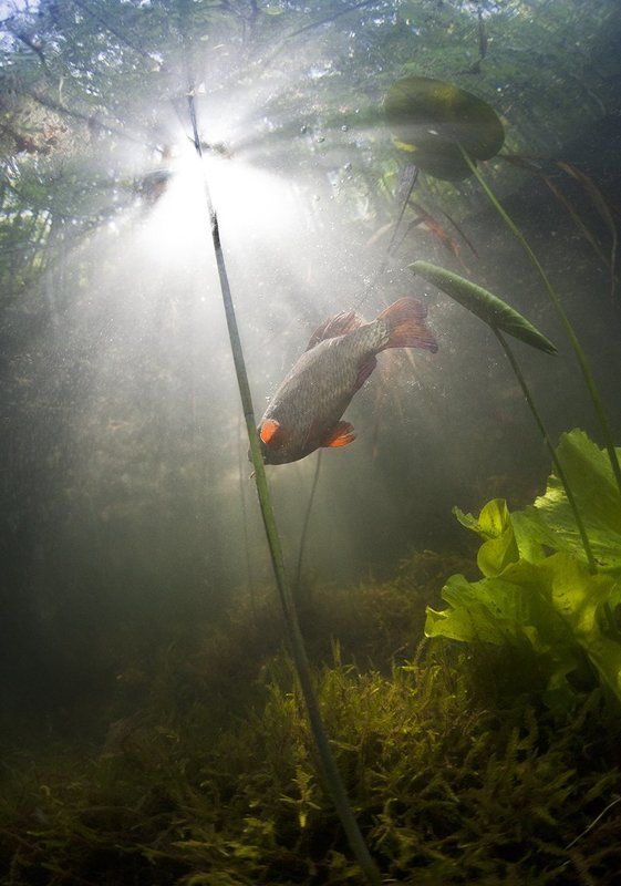 Карась...просто карась )photo preview