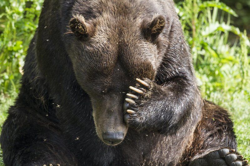 Медведи, Камчатка, Курильское Озеро Стыд!photo preview