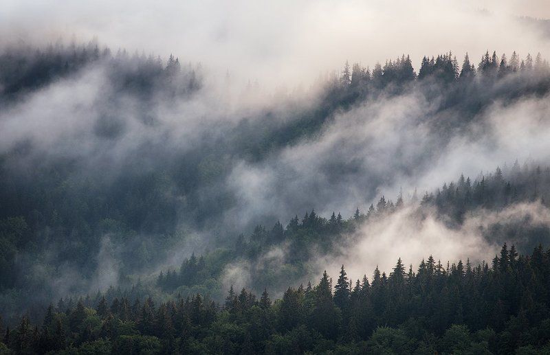 Карпаты, Лес, Туман Дыхание чащиphoto preview