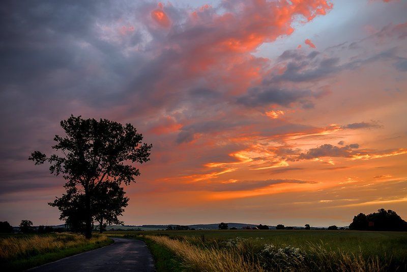 sunset, evening, orange, alone, tree, road Sunsetphoto preview