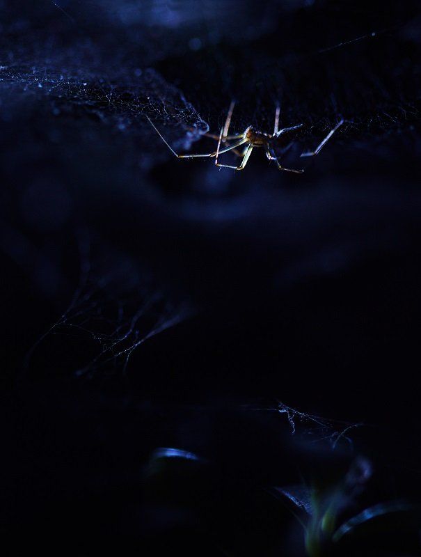 Ночной охотникphoto preview