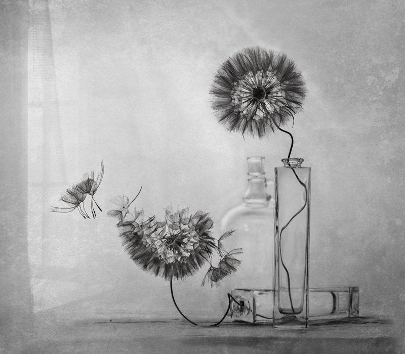 настроение, натюрморт, одуваны *****photo preview