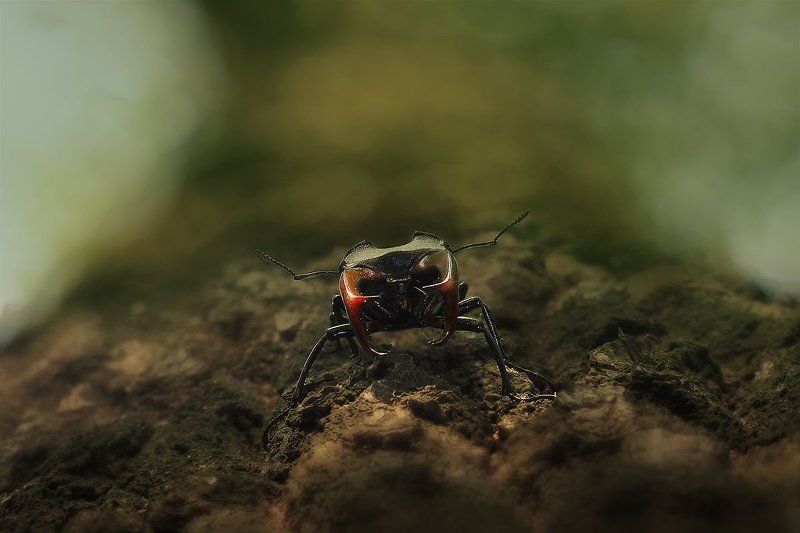 Рогаphoto preview