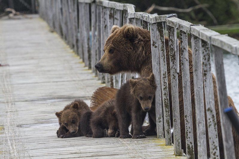 Медведи, Камчатка, Курильское Озеро На мостphoto preview