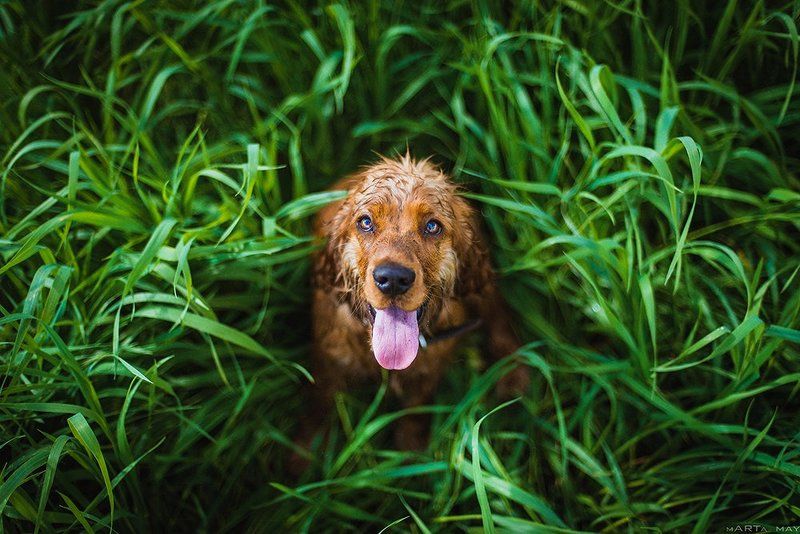 собака, рыжий, В траве сидел кузнечикphoto preview