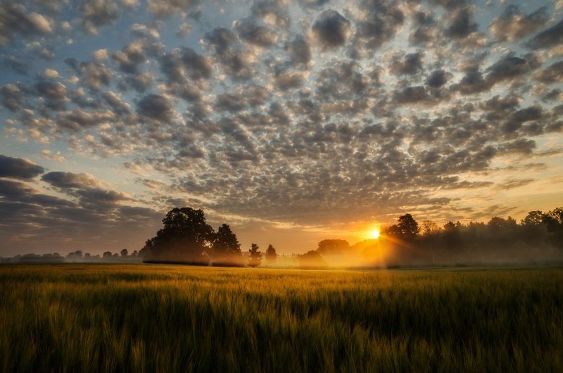 Clouds, Field, Mist, Sky, Summer, Sunrise, Trees Sunrise magicphoto preview
