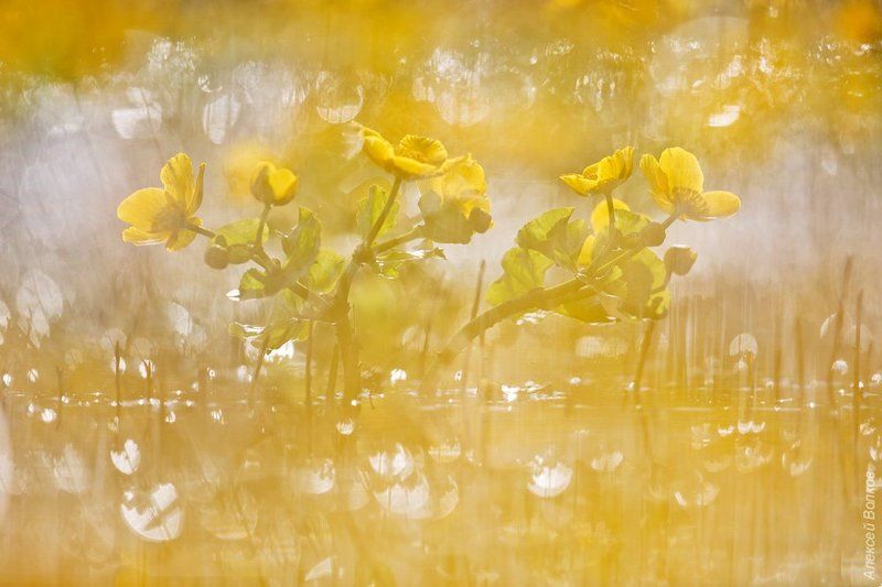 Калужница болотная, природа, флора, цветы, цветок, озеро Жёлтый миражphoto preview