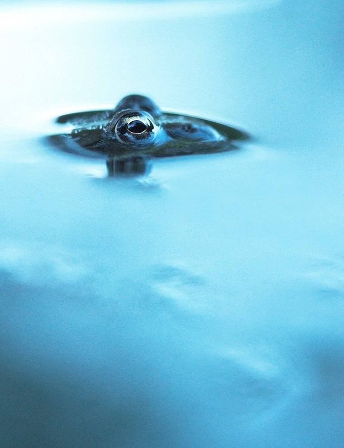 , Александр Журавлёв