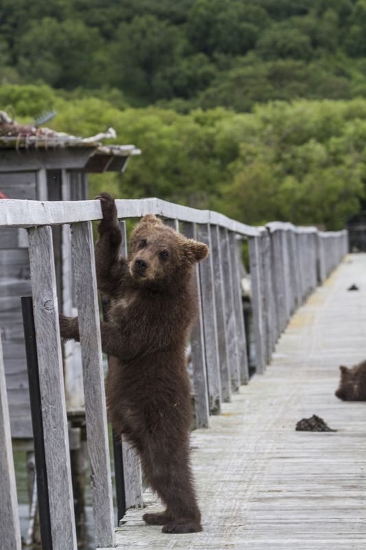 Медведи, Камчатка, Курильское Озеро Измерение ростаphoto preview