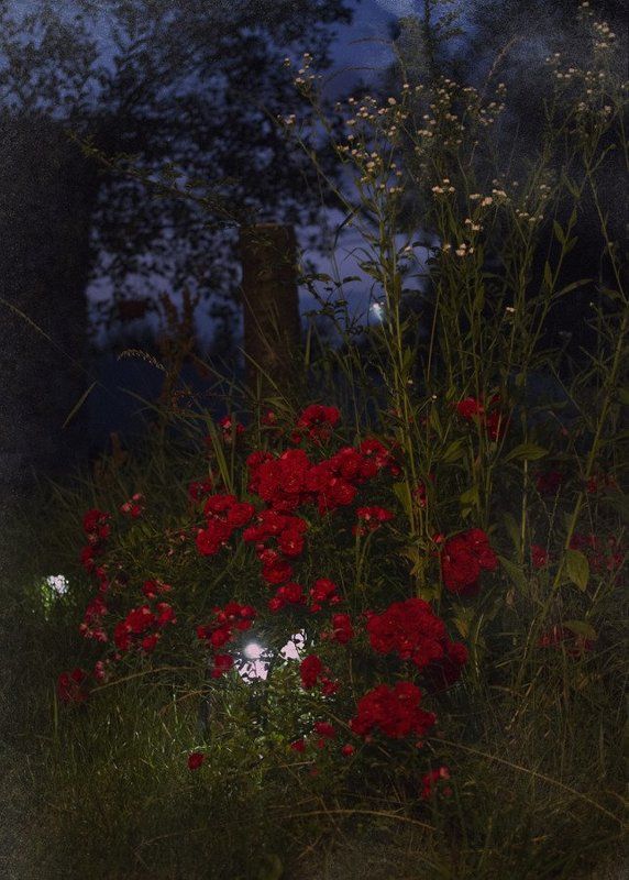 линии, пятна, вечер, цветы, природа *** фото превью