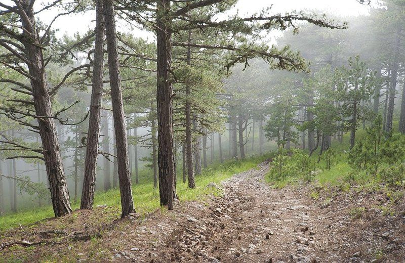 Дорожка знакомая с детства.... photo preview