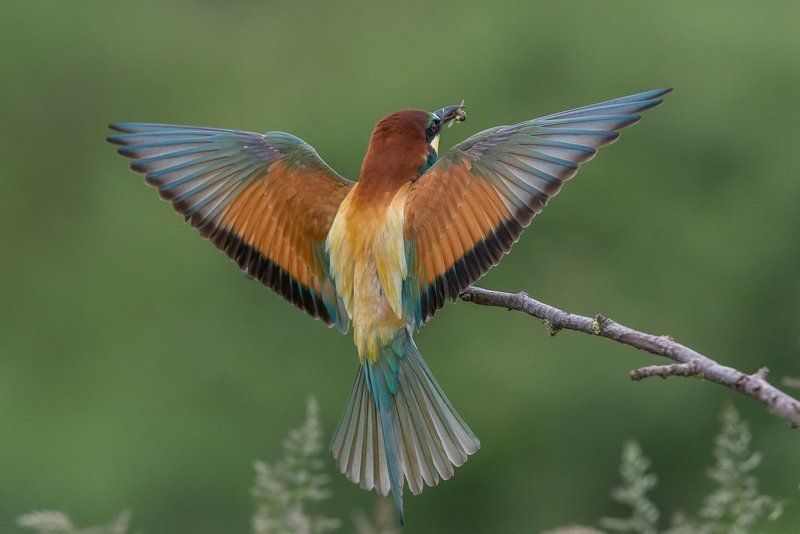 european bee-eater, aves, birds, merops apiaster, dominik chrzanowski wildlife photography European Bee-eater фото превью
