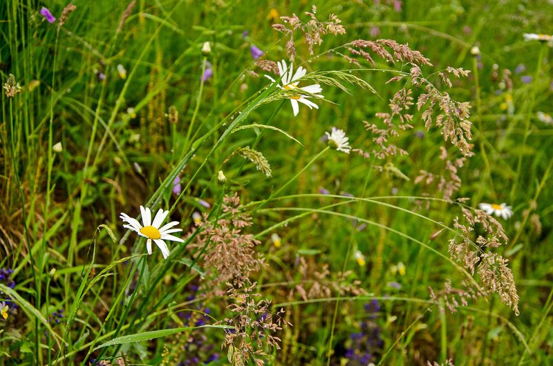 Июнь, Карпаты, Роса, Утро, Цветы В утренней росе фото превью
