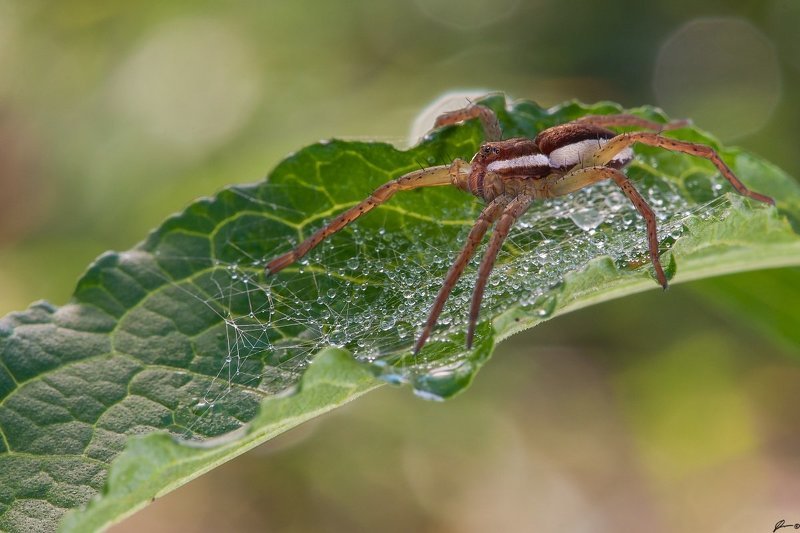 Macro, Makro, Nature, Spider, Wildlife Dolomedes fimbriatusphoto preview