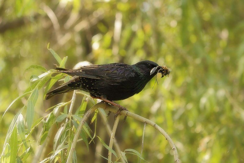 Скворец-кормилец.photo preview