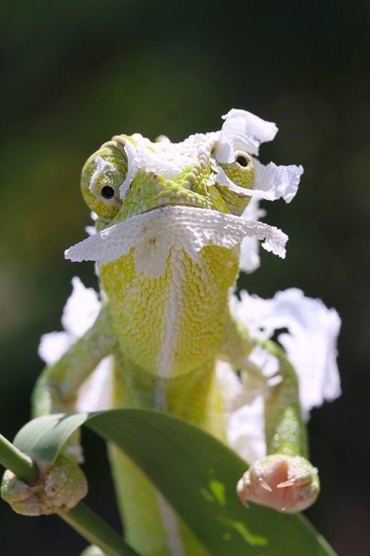 nature chameleon animal **photo preview