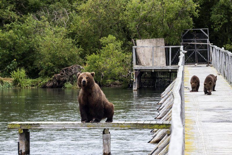 Медведи, Камчатка, Курильское Озеро Рыбалка с детьмиphoto preview