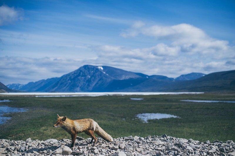 Чукотка, Север, лето, лис Занятой Лисphoto preview
