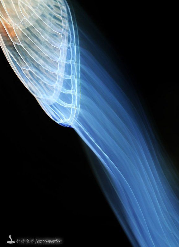 перо photo preview