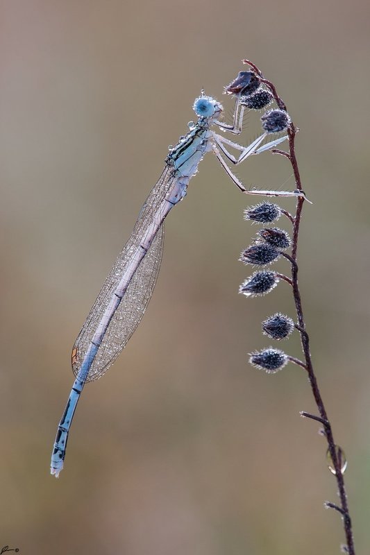 Dragonfly, Insect, Macro, Makro, Nature, Wildlife Platycnemis pennipesphoto preview